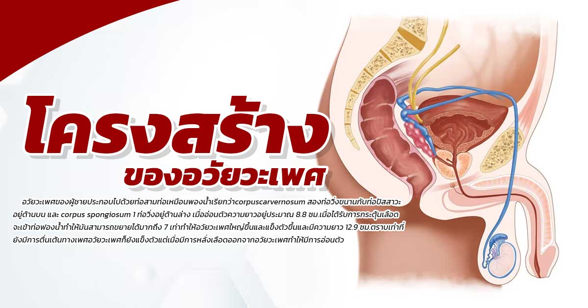 เสื่อมสมรรถภาพทางเพศ